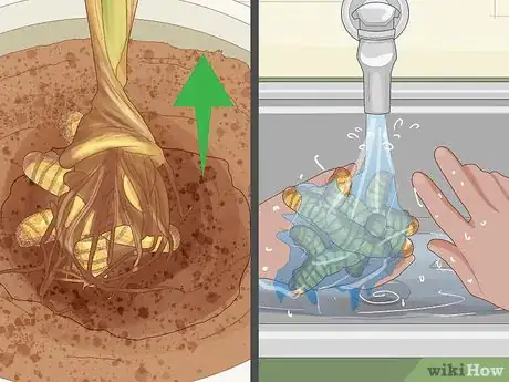 Imagen titulada Grow Turmeric Step 20
