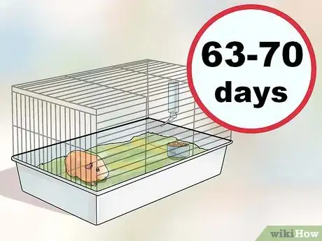 Imagen titulada Breed Standard Guinea Pigs Step 11