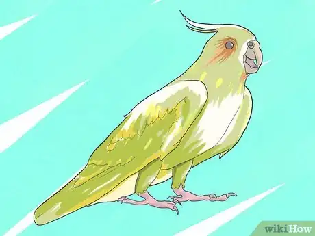 Imagen titulada Take Care of a Cockatiel Step 6