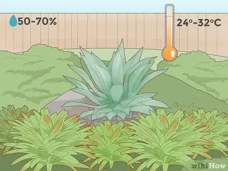 Imagen titulada Care for a Bromeliad Step 3