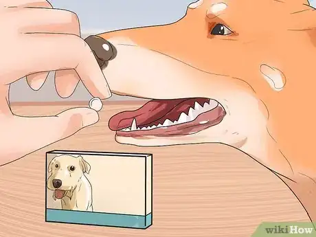 Imagen titulada Treat Neck Pain in Dogs Step 3