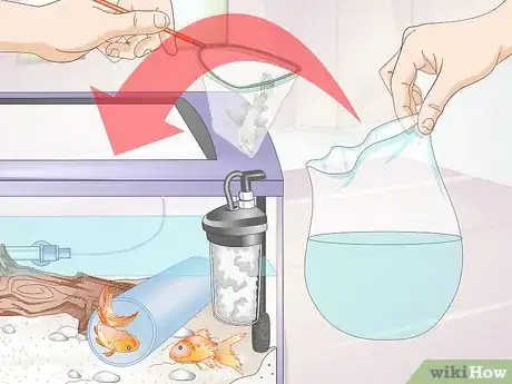 Imagen titulada Introduce a Pleco to a Goldfish Tank Step 11