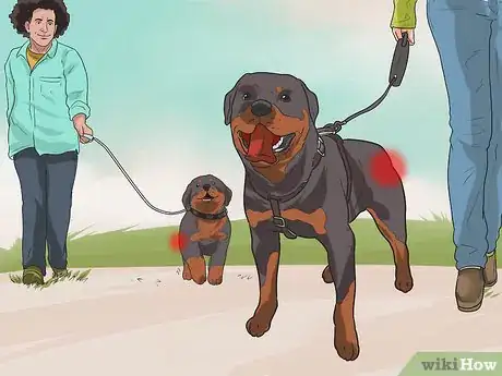 Imagen titulada Diagnose Dysplasia in Rottweilers Step 13