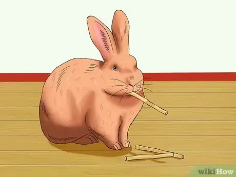 Imagen titulada Train a Rabbit to Stop Chewing Carpet Step 8