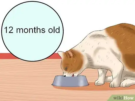 Imagen titulada Care for an FIV Infected Cat Step 3