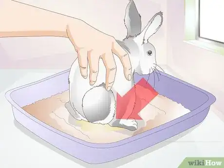 Imagen titulada Keep a Rabbit Clean Step 14