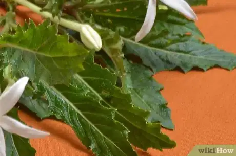 Imagen titulada Preserve Herbs Step 4