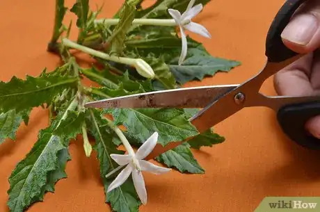 Imagen titulada Preserve Herbs Step 1