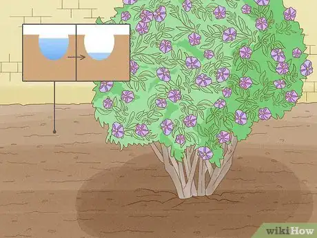 Imagen titulada Care for a Purple Flower Potato Bush Step 3