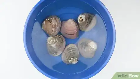 Imagen titulada Clean Clams Step 3