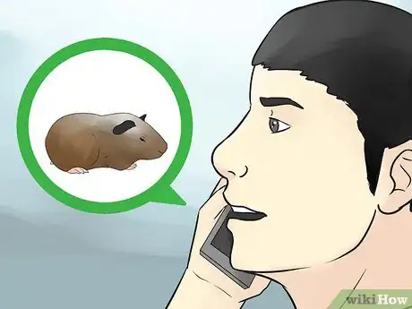 Imagen titulada Avoid Poisoning Your Guinea Pig Step 16