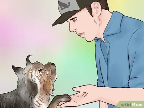 Imagen titulada Train a Yorkie Step 20