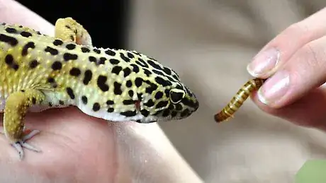 Imagen titulada Take Care of a Leopard Gecko That Won't Eat Step 7
