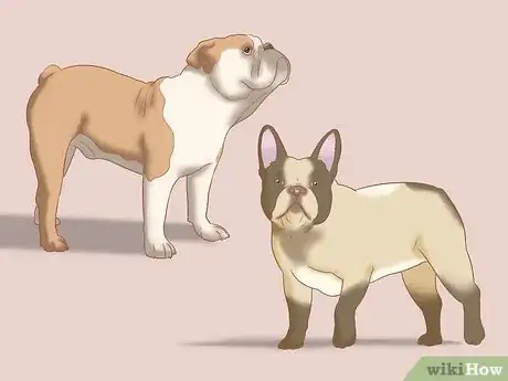 Imagen titulada Identify an English Bulldog Step 1