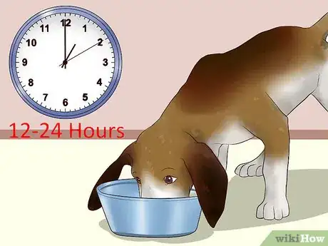 Imagen titulada Ease Your Dog's Stomach Problems Step 11