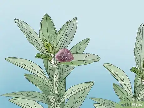 Imagen titulada Cleanse Crystals with Sage Step 11