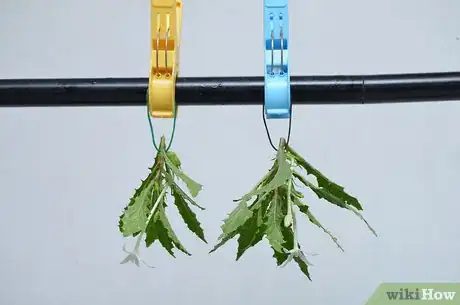 Imagen titulada Preserve Herbs Step 3