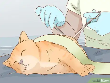 Imagen titulada Diagnose and Treat Anal Gland Disease in Cats Step 15