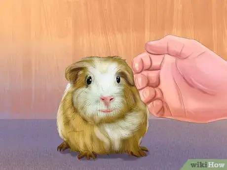 Imagen titulada Help a Guinea Pig Feel Less Anxious Step 9
