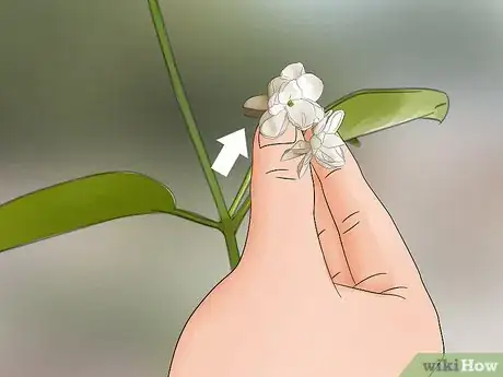 Imagen titulada Grow Jasmine from Cuttings Step 4