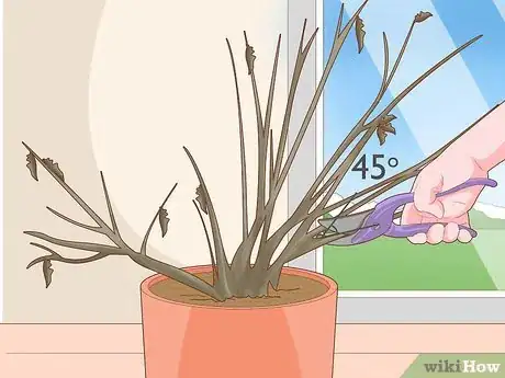 Imagen titulada Care for Fuchsia Step 10