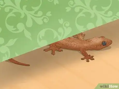 Imagen titulada Catch a Lizard in the House Step 5