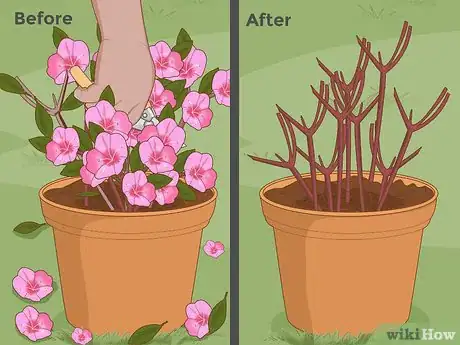Imagen titulada Plant Azaleas Step 11