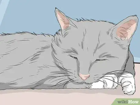 Imagen titulada Diagnose and Treat Feline Infectious Peritonitis (FIP) Step 3