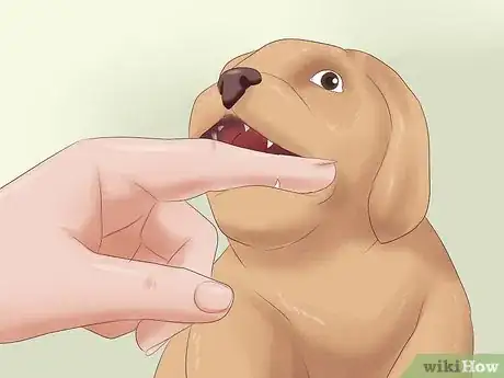 Imagen titulada Pick a Puppy from a Litter Step 13
