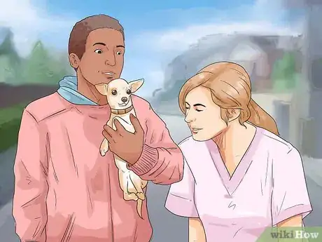 Imagen titulada Care for Your Chihuahua Step 20