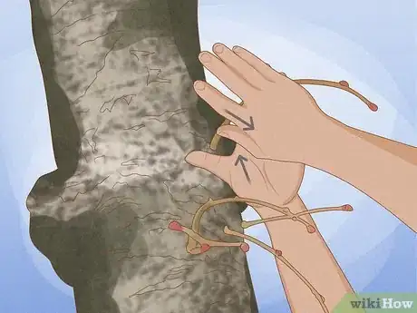 Imagen titulada Prune a Magnolia Tree Step 10