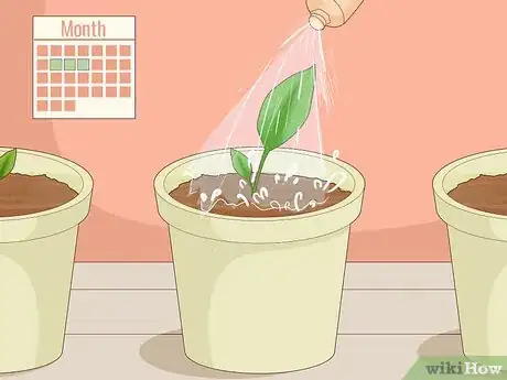 Imagen titulada Grow Turmeric Step 12