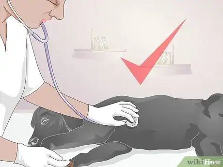 Imagen titulada Take a Dog's Blood Pressure Step 12