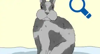 adiestrar a tu conejo