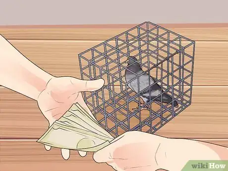Imagen titulada Keep a Single Pigeon Step 4