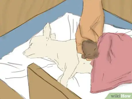 Imagen titulada Care for a Pregnant Chihuahua Step 9
