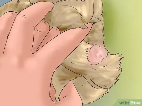 Imagen titulada Determine Sex of a Quail Step 4