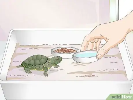 Imagen titulada Feed a Baby Turtle Step 6
