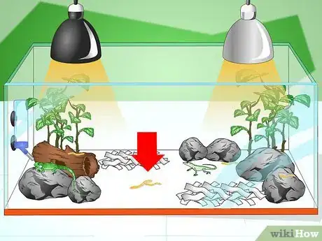 Imagen titulada Care for Your Lizard Step 13