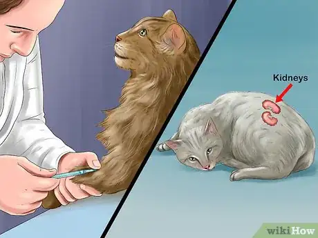 Imagen titulada Treat a Cat With a Cold Step 8