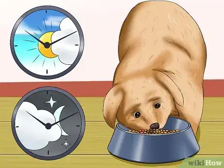 Imagen titulada Care for Maltipoos Step 9