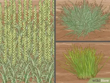 Imagen titulada Give Cat Grass to a Cat Step 5
