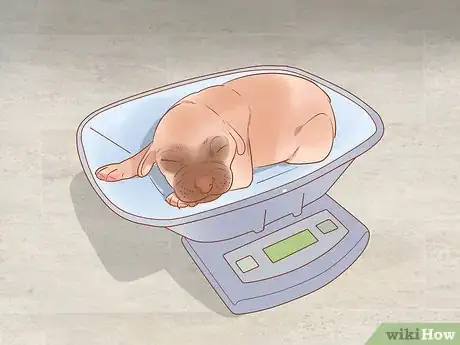 Imagen titulada Separate Puppies from their Mother Step 1