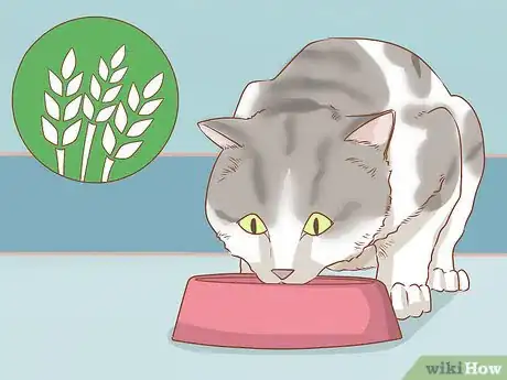Imagen titulada Diagnose and Treat Anal Gland Disease in Cats Step 10