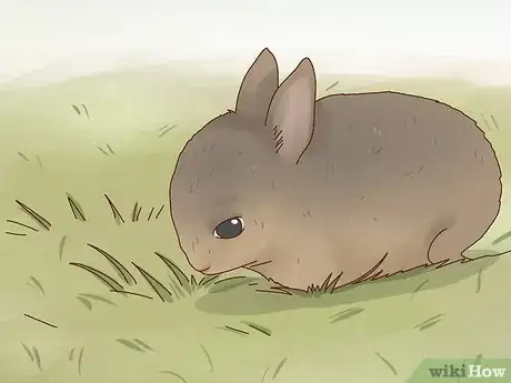 Imagen titulada Care for a Baby Wild Rabbit Step 14
