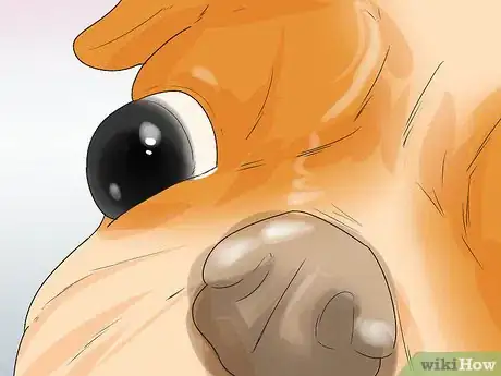 Imagen titulada Treat Eye Problems in Pugs Step 24