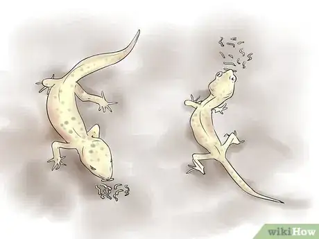 Imagen titulada Breed Leopard Geckos Step 13