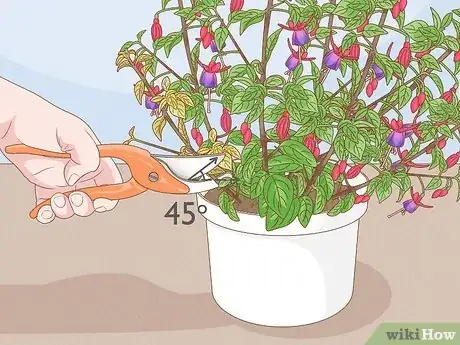 Imagen titulada Prune Fuschias Step 3