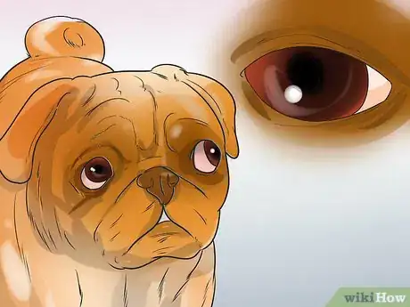 Imagen titulada Treat Eye Problems in Pugs Step 23