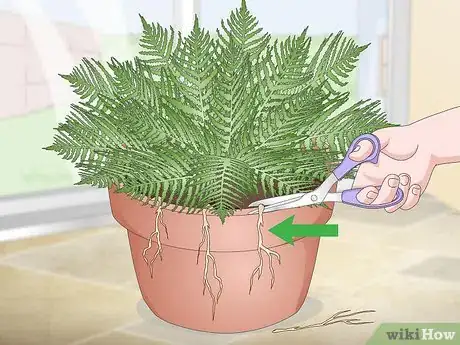 Imagen titulada Prune Ferns Step 9